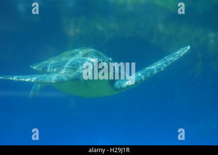 Meeresschildkröten schwimmen entlang unter der Oberfläche des Wassers. Stockfoto