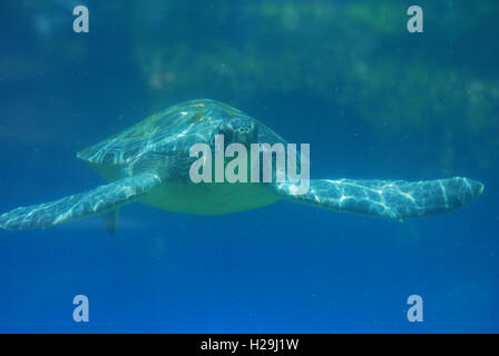 Toller look in eine Meeresschildkröte schwimmen entlang des Ozeans in das tiefblaue Meer. Stockfoto