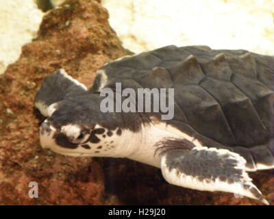 Meeresschildkröten schwimmen entlang im Kristall klaren Wasser. Stockfoto