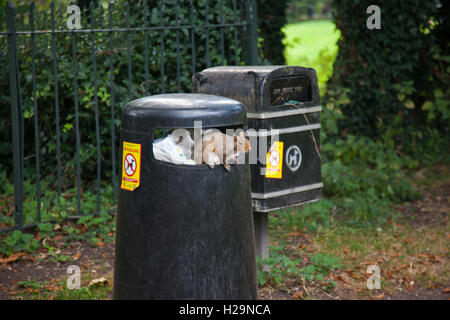 London, UK. 25. September 2016. Graue Eichhörnchen auf Nahrungssuche in einem öffentlichen verweigern bin. New Malden, Südwesten von London, England, UK 25. September 2015 Credit: Jeff Gilbert/Alamy Live-Nachrichten Stockfoto