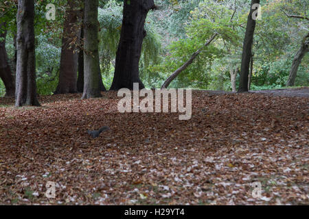 Wimbledon London, UK. 26. September 2016. Ein Eichhörnchen läuft auf Herbstlaub in Wimbledon common ein grauer Herbsttag Credit: Amer Ghazzal/Alamy Live-Nachrichten Stockfoto