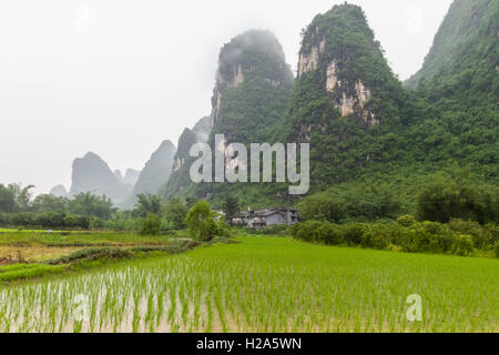 Paddy Reisfeld am unteren Karstberge am nebligen Tag in Guilin, China Stockfoto