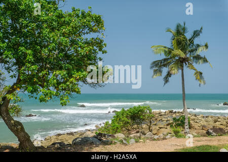 Palme und gebogenen Stamm Baum auf felsigen Ozean Küste mit Wellen im Hintergrund in Dixcove in Ghana Stockfoto