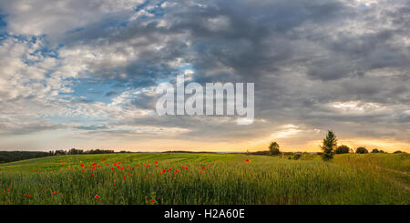 Grünes Weizenfeld mit Blumen rote Mohnblumen unter einem wunderschönen Sonnenuntergang Stockfoto