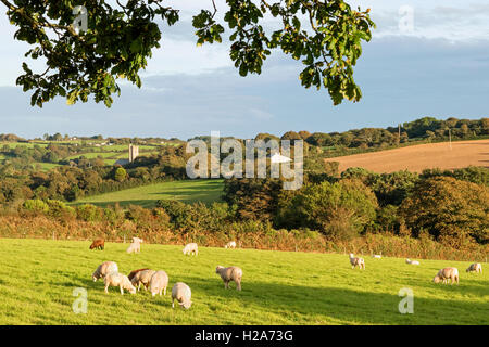 ein Herbstabend auf dem Lande in der Nähe von Truro in Cornwall, England, UK Stockfoto