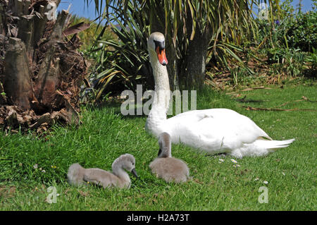 Eine weibliche Höckerschwan mit zwei cygnets Stockfoto