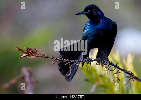 Auffällig ist ein Boat-Tailed Grackle thront auf einem getrockneten Wedel mit samtig schillern gegen Feuchtgebiet grün- und Gelbtöne. Stockfoto