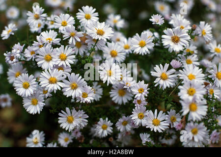 Aster Alpinus oder Alpine Aster Wild Aster Blumen in Nahaufnahme Stockfoto