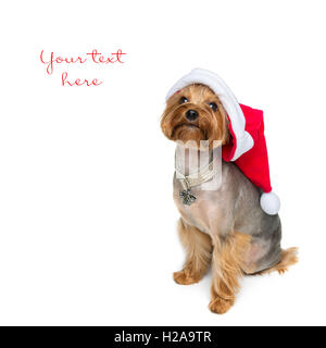Yorkshire Terrier Hund Weihnachten GAP Stockfoto