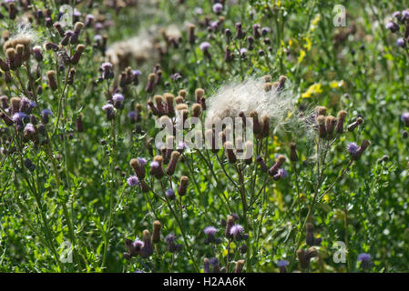 Blumen und seeding Staats-und schleichende Distel, Cirsium Arvense, ein Unkraut und Samen Nahrung für Vögel, Juli Stockfoto
