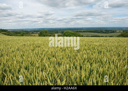 Hügeligen Gebiet der Winterweizen in grüne unreife Ohr an einem feinen Sommertag, North Wessex Downs, Berkshire, Juli Stockfoto