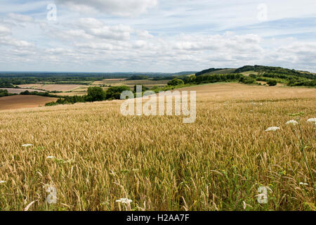 Bereich der reifende Winterweizen auf einem feinen Sommertag, North Wessex Downs, Berkshire, Juli Rollen Stockfoto