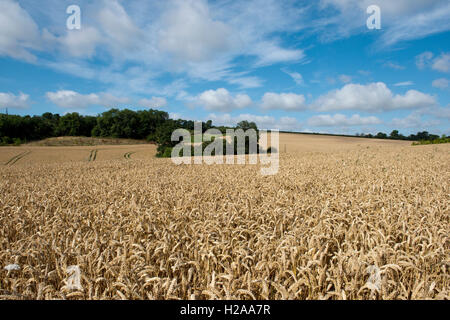 Hügeligen Gebiet der golden Winterweizen an einem feinen Sommertag, North Wessex Downs, Berkshire, August Stockfoto