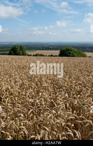 Bereich der goldenen Winterweizen an einem feinen Sommertag, North Wessex Downs, Berkshire, August Stockfoto