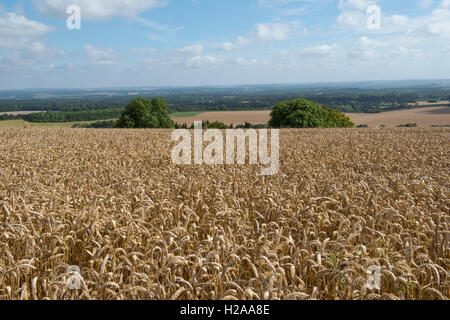 Bereich der goldenen Winterweizen an einem feinen Sommertag, North Wessex Downs, Berkshire, August Stockfoto