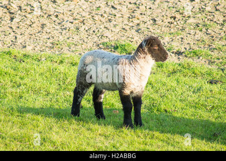 Lamm mit schwarzem Kopf auf dem grünen Rasen Stockfoto