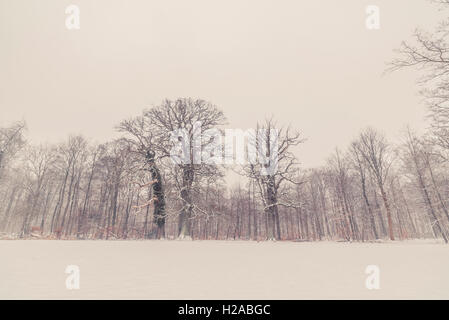 Bäume in einer Winterlandschaft mit Schnee Stockfoto