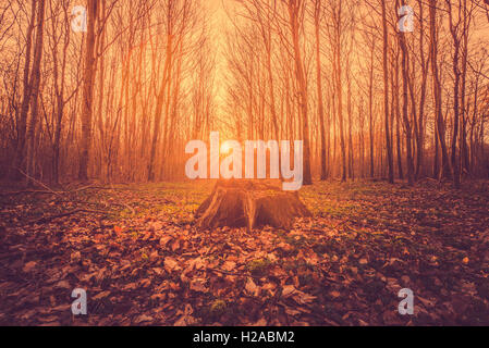 Baumstumpf im Wald Sonnenaufgang im Herbst Stockfoto