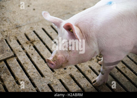 Rosa Schwein in einem schmutzigen Stall auf einem Bauernhof Stockfoto