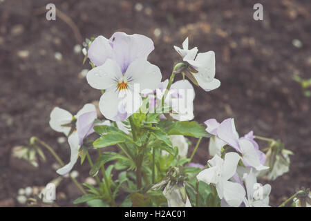 Weiße Stiefmütterchen Blume in einem Garten in Vintage-Farben Stockfoto