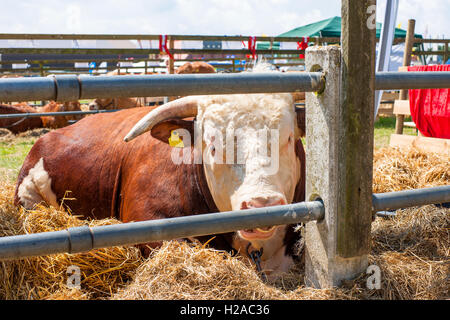 Hereford Bull ruht im Heu hinter einem Zaun Stockfoto