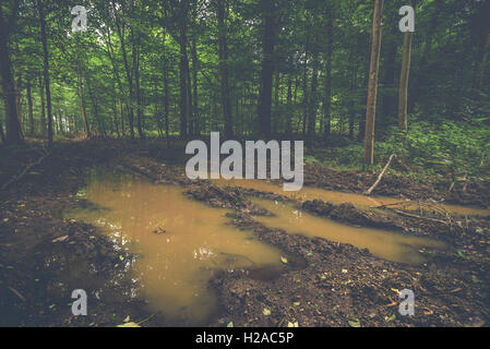 Große Pfütze mitten im Wald mit grünen Bäumen Stockfoto
