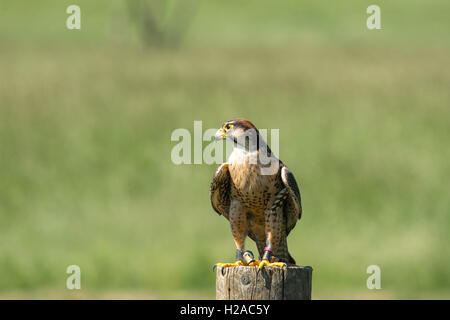 Kestrel Falke sitzt auf eine Holzstange in der grünen Natur Stockfoto