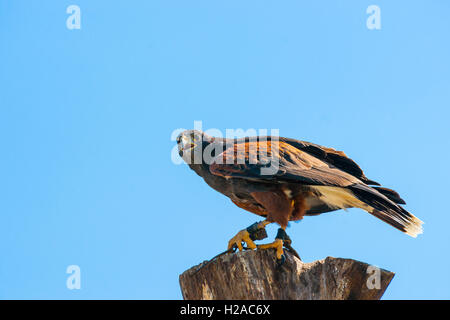 Steppenadler oben auf einem hölzernen Baum-Protokoll auf blauem Hintergrund Stockfoto