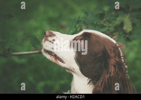 Niedlichen Hund Portrait in einem grünen Wald Stockfoto