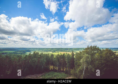 Waldlandschaft mit weißen Wolken hängen über Pinien Stockfoto