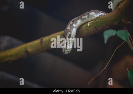 Schlange auf der Suche nach unten von einem Baum in einem dunklen Wald Stockfoto