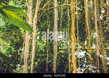 Lianen in einem Dschungel mit tropischer Vegetation in hellem Tageslicht Stockfoto