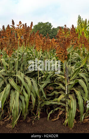 Sorghum-Plantage Feld, landwirtschaftliche Konzept. Stockfoto