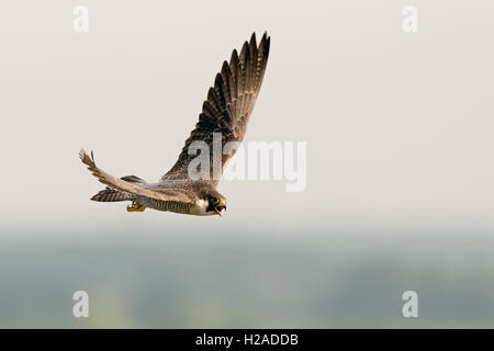 Wanderfalke / Wanderfalke (Falco Peregrinus) im Flug, dicht, hoch über dem Land. Stockfoto