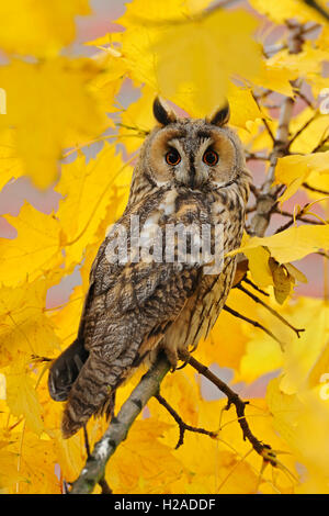 Lange eared Owl / Waldohreule (Asio Otus) sitzt in einem Baum, umgeben von Herbst farbige goldene Ahorn Blätter. Stockfoto