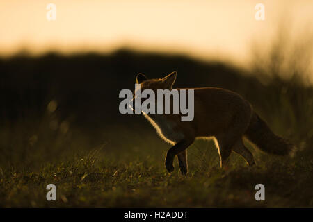 Rotfuchs / Rotfuchs (Vulpes Vulpes) in den späten Abend, zu Fuß über Grünland, warmen Tönen, schöne Hintergrundbeleuchtung Felge. Stockfoto