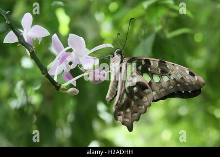 Schmetterling auf angehende Blume Stockfoto