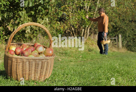 Ein Mann erntet Äpfel von einem Reifen Hecke Apfelbaum an einem sonnigen, warmen Tag Ende September, England, UK Stockfoto