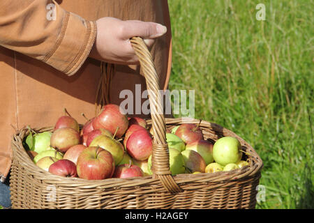 Ein Mann trägt frisch geernteten Englisch Äpfel, gesammelt von Reifen Hecke Bäume, in einem Weidenkorb, England, UK Stockfoto