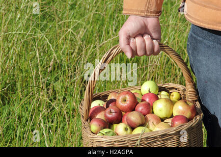 Ein Mann trägt frisch geernteten Englisch Äpfel, gesammelt von Reifen Hecke Bäume, in einem Weidenkorb, England, UK Stockfoto