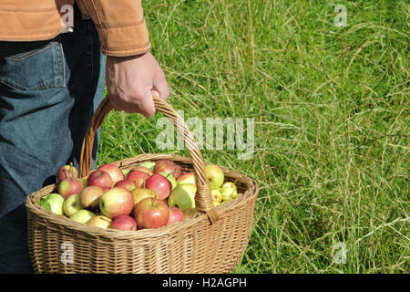 Ein Mann trägt frisch geernteten Englisch Äpfel, gesammelt von Reifen Hecke Bäume, in einem Weidenkorb, England, UK Stockfoto