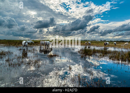 Weiße Pferde in der Camargue, Frankreich Stockfoto