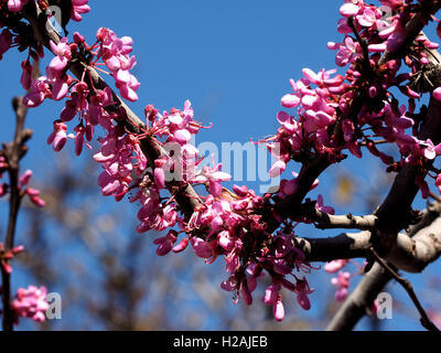 rosa lila Blüten & Zweige der Judasbaum (Cercis Siliquastrum) gemeinsame Straßenbaum in Valencia Spanien Espana mit blauem Himmel Stockfoto