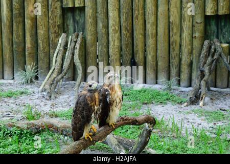 Zwei schöne rot tailed Falken auf einem Ast. Stockfoto