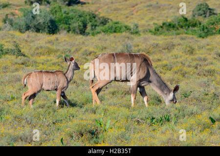 Mehr kudus (Tragelaphus strepsiceros), Junge nach seiner Mutter Beweidung, Addo National Park, Südafrika, Afrika Stockfoto