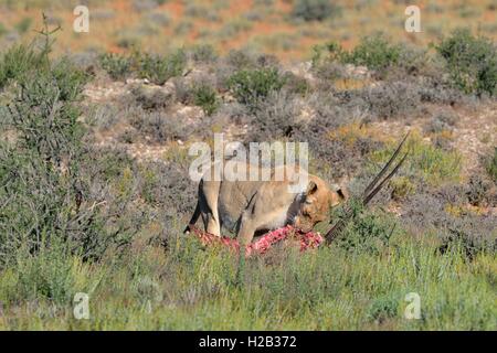 Löwin (Panthera Leo), Fütterung auf Gemsbock (Oryx Gazella) Karkasse, Kgalagadi Transfrontier Park, Northern Cape, Südafrika Stockfoto