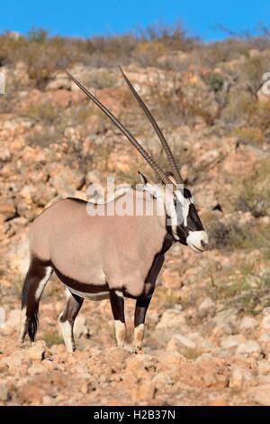 Oryx (Oryx Gazella), erwachsenes Weibchen auf steinigen Boden stehend, Kgalagadi Transfrontier Park, Northern Cape, Südafrika, Afrika Stockfoto