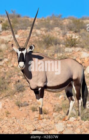 Oryx (Oryx Gazella), erwachsenes Weibchen auf steinigen Boden stehend, Kgalagadi Transfrontier Park, Northern Cape, Südafrika, Afrika Stockfoto