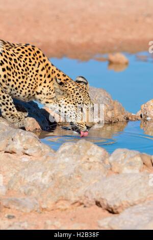 Leopard (Panthera Pardus), trinken am Wasserloch, Kgalagadi Transfrontier Park, Northern Cape, Südafrika, Afrika Stockfoto
