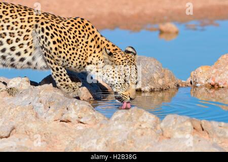 Leopard (Panthera Pardus), trinken am Wasserloch, Kgalagadi Transfrontier Park, Northern Cape, Südafrika, Afrika Stockfoto
